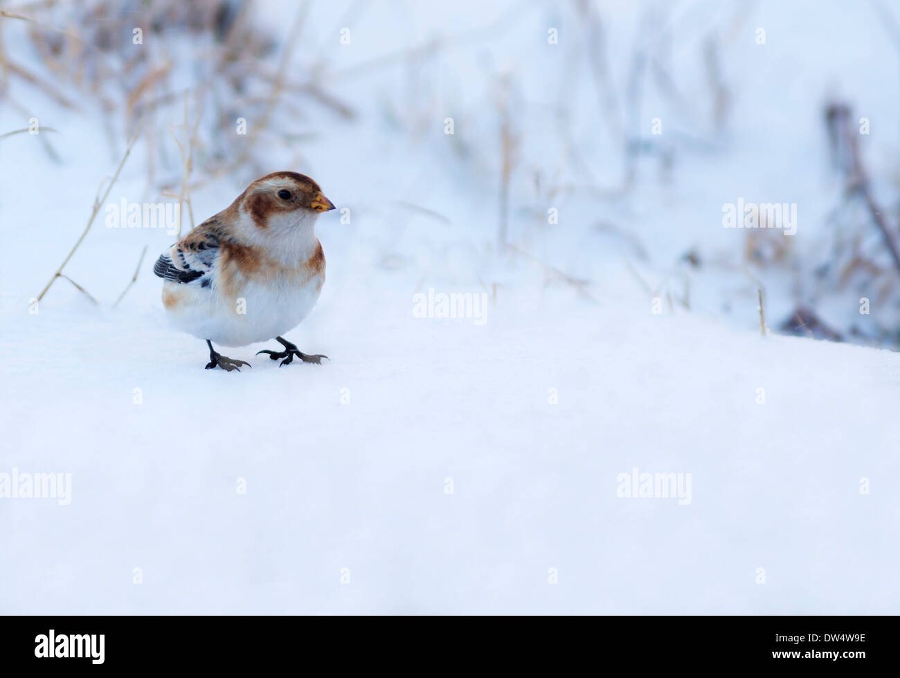 Snow Bunting Plectrophenax Nivalis im Winterkleid in Aviemore Skizentrum, Cairngorms, Schottland Stockfoto