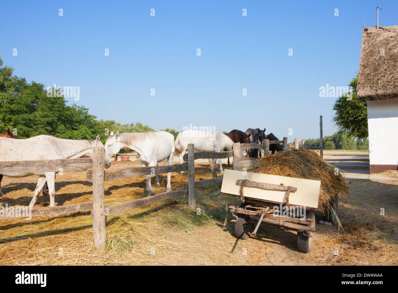 Pferderanch, Nationalpark Kleinkumanien, Ungarn Stockfoto