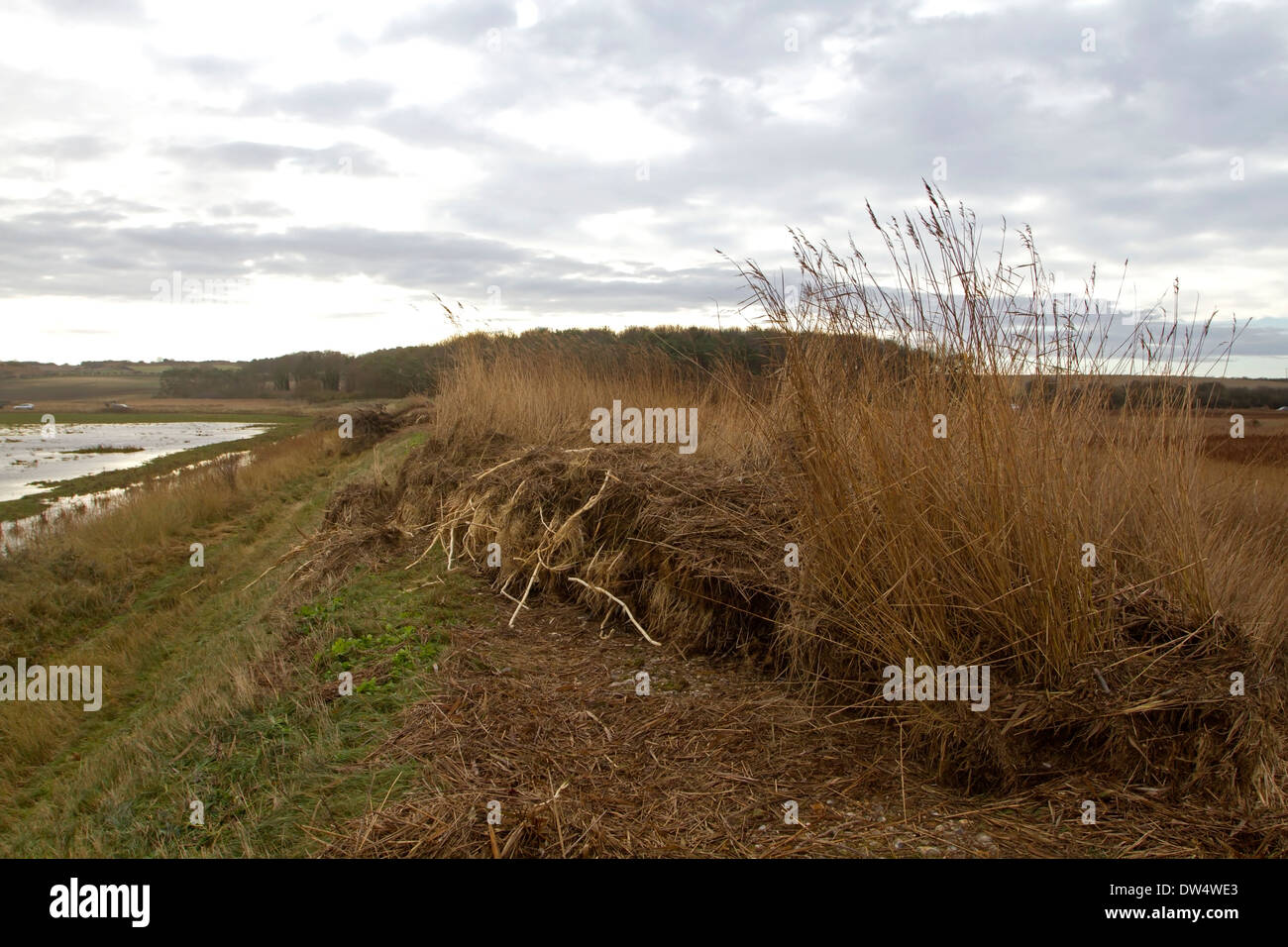 Nach Auswirkungen der Flutwelle 6 12 2013 zeigt East Bank und Phragmites Rhizome bei Cley nächste Meer, Norfolk UK Stockfoto