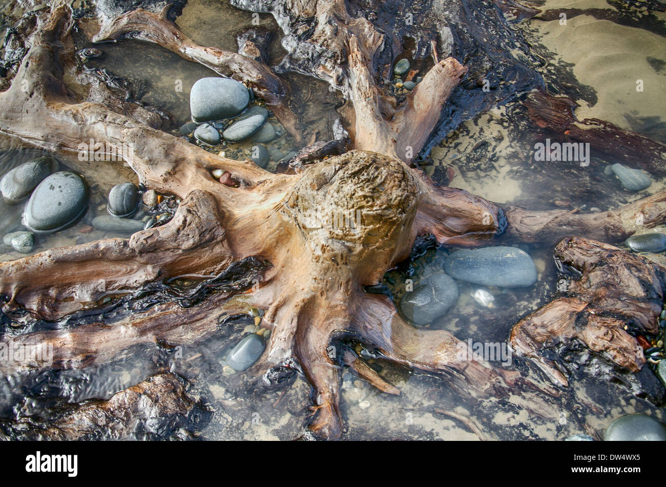 Steigen vom Strand in einer surrealen Seascape, Hunderte von Eichen, die vor mehr als 4.500 Jahren starb. Borth Strand West wales Stockfoto