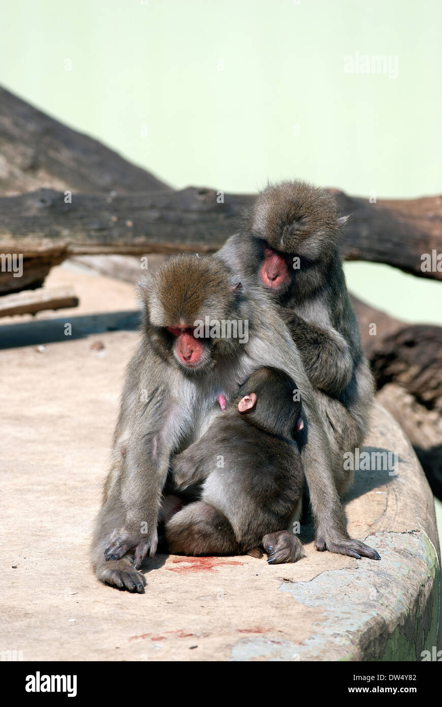Japanischen Makaken stillen ihr Baby, Macaca Fuscata, Bioparco, Rom, Italien Stockfoto