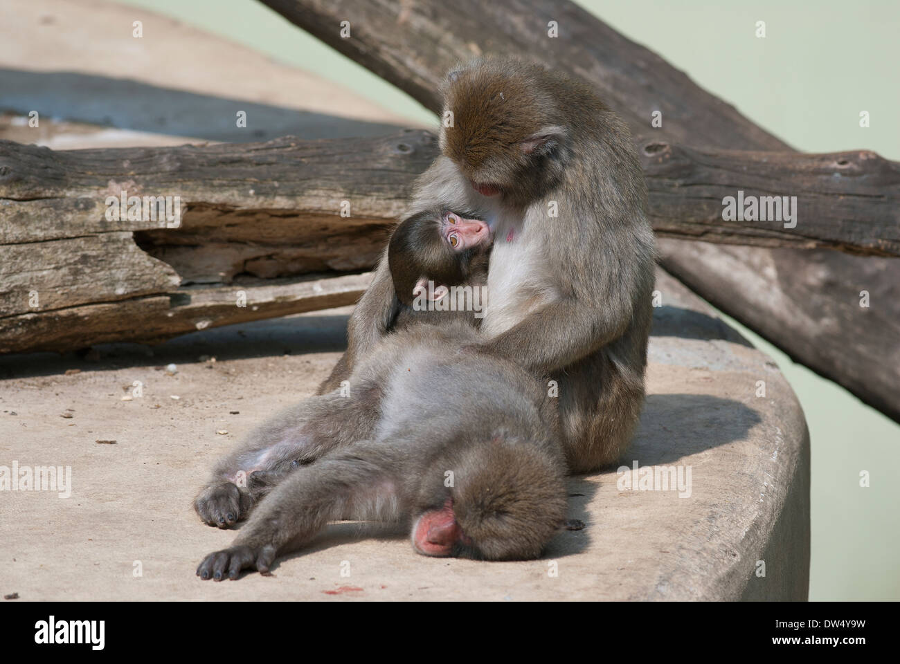 Japanischen Makaken stillen ihr Baby, Macaca Fuscata, Bioparco, Rom, Italien Stockfoto