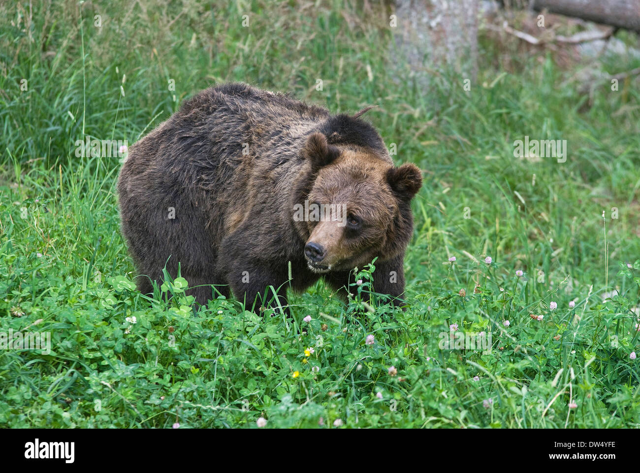 Braunbär (Ursus arctos) in der Wildnis, Osservatorio Eco-Faunistico Alpino, Aprica, Lombardei, Italien Stockfoto