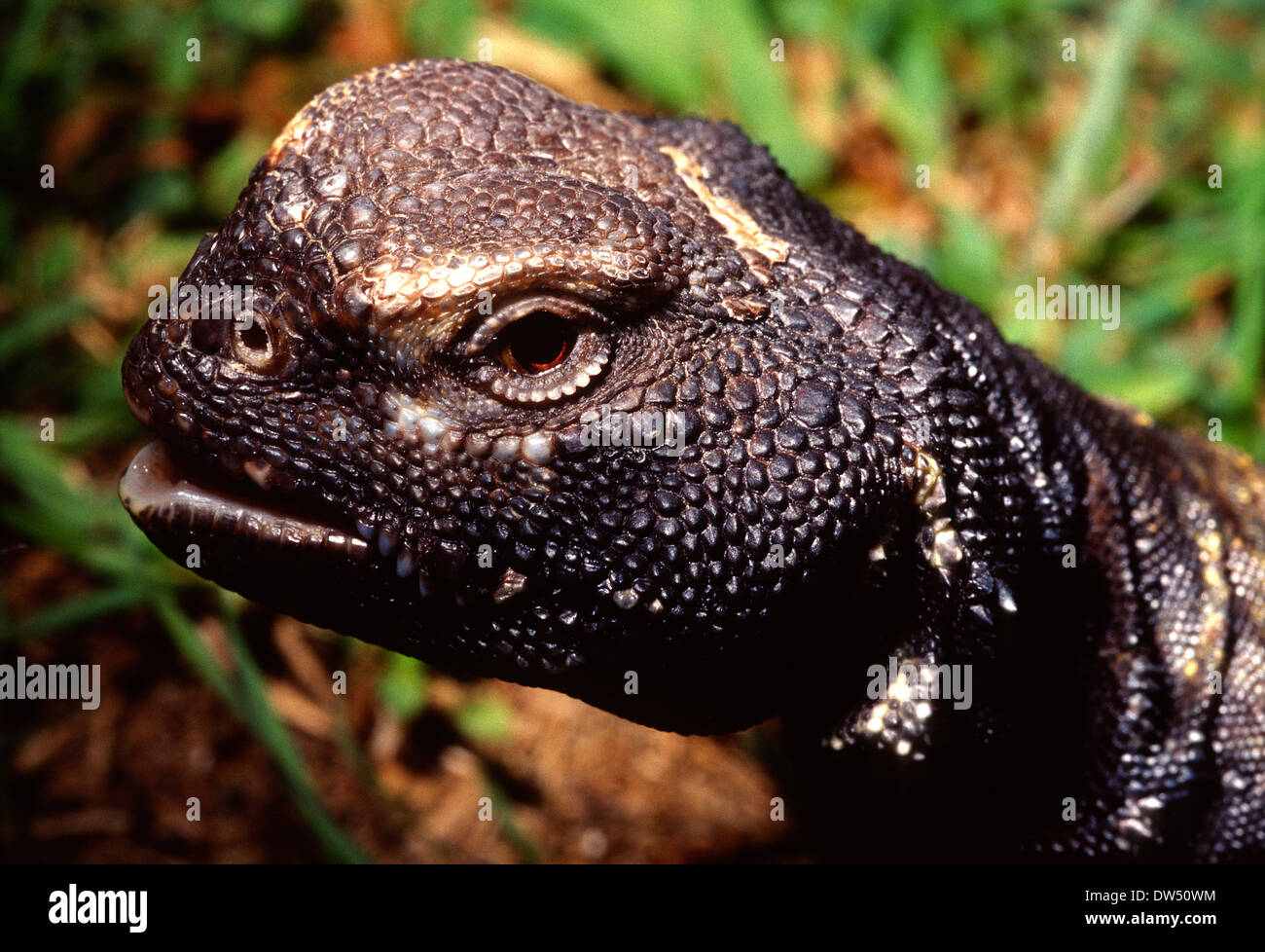 Nördlich afrikanischen stacheligen angebundene Eidechse (Dornschwanzagamen Acanthinura), Agamidae, Nordafrika Stockfoto