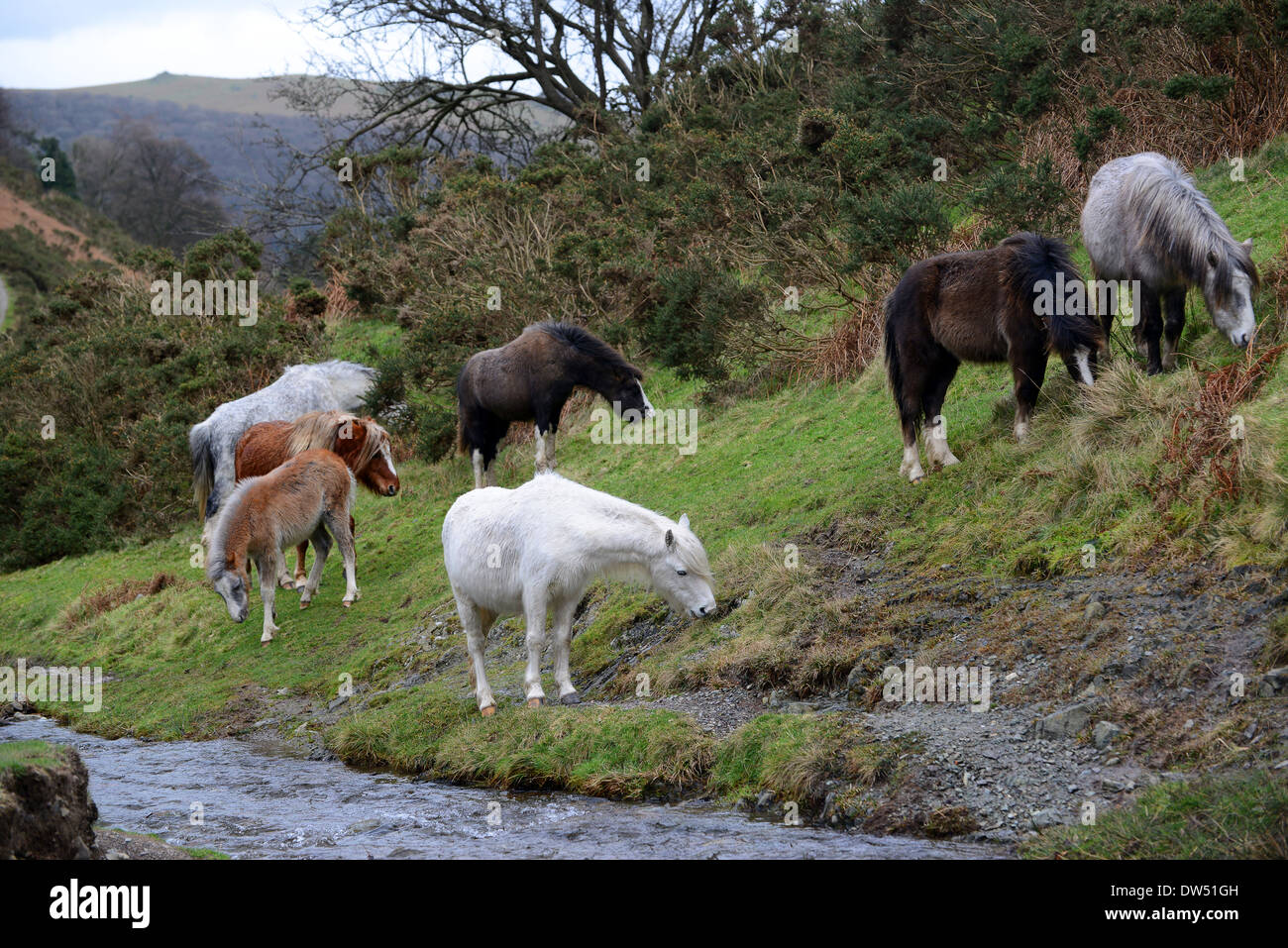 Wilde wilden Pferden am Carding Mill Valley auf der Long Mynd in Shropshire, England Uk. Pony Ponys auf dem National Trust Land Stockfoto