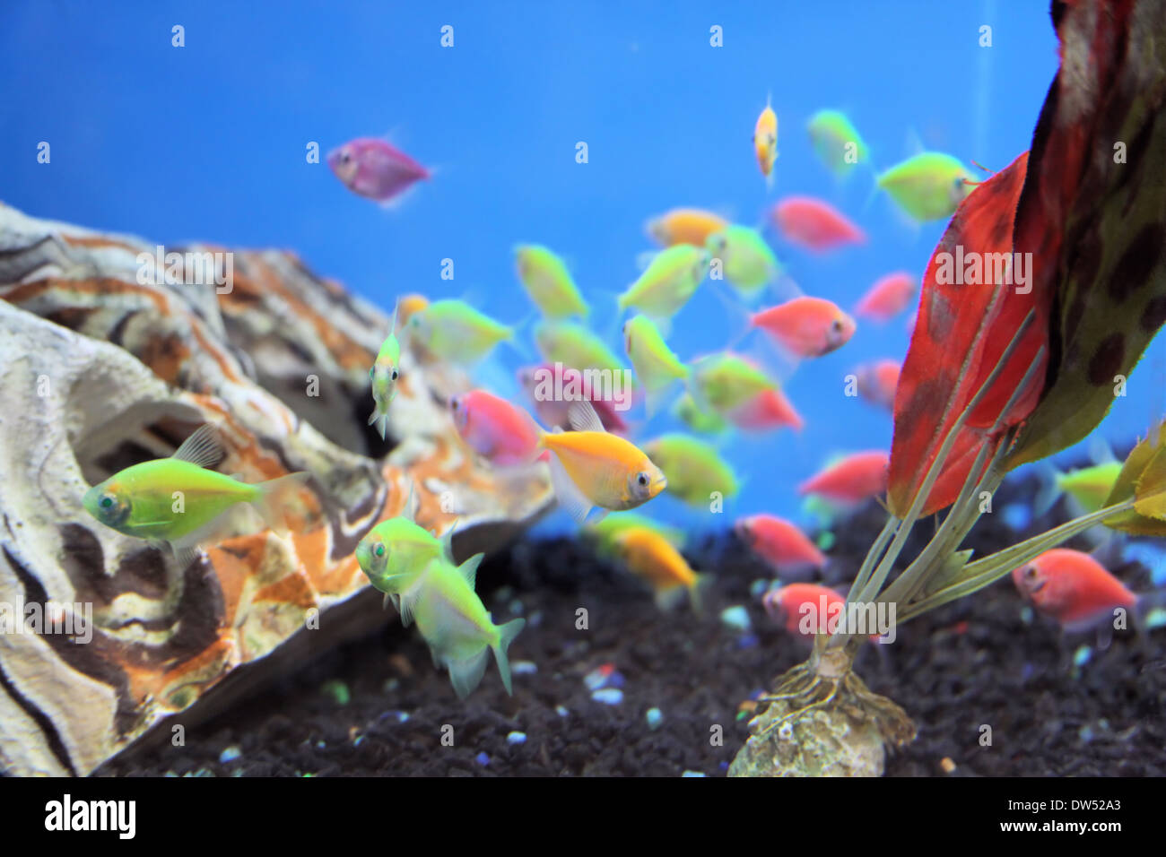 BUNTE FISCHE HELLE FARBEN Stockfoto BUNTE FISCHE HELLE FARBEN Stockfoto