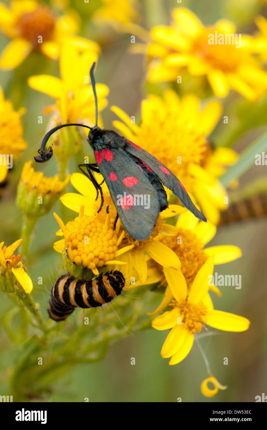 ein sechs-Spot Burnett Falter und Larve, mit einem kleinen Käfer zu trampen, eine Fahrt mit einer Antenne. Stockfoto