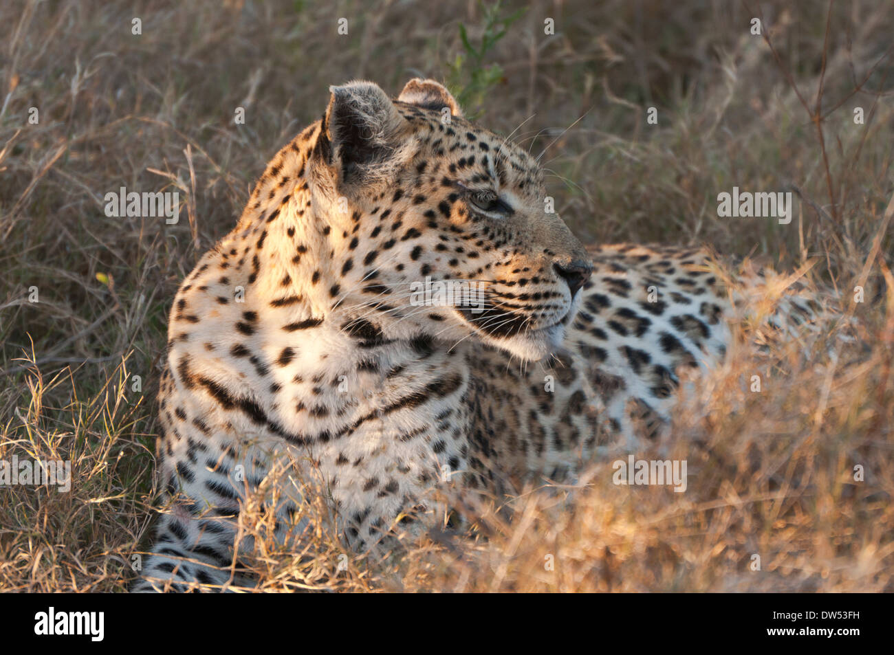Ein Leopard Gras sitzen Stockfoto