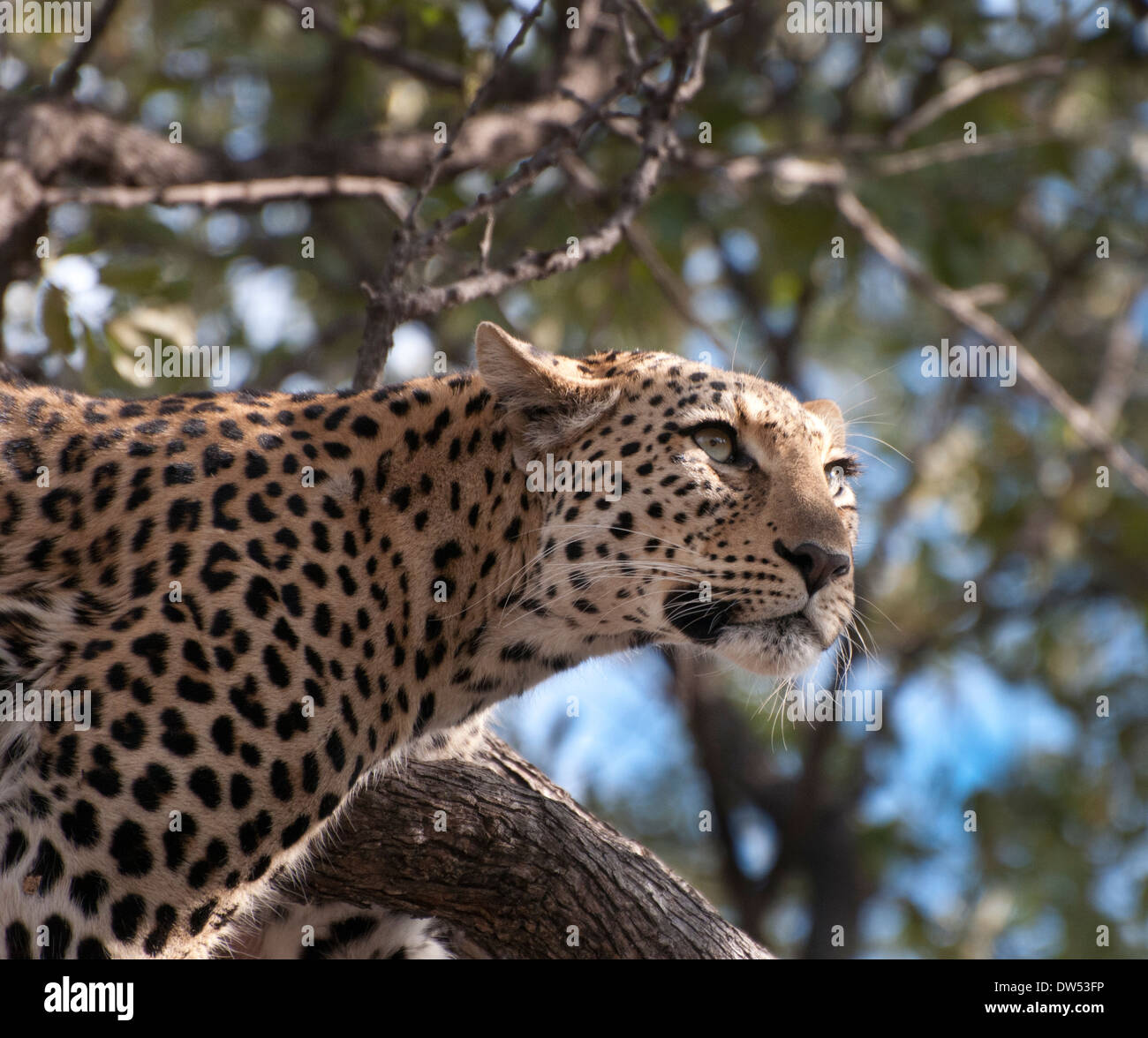 Eine Nahaufnahme eines Leoparden in einem Baum Stockfoto