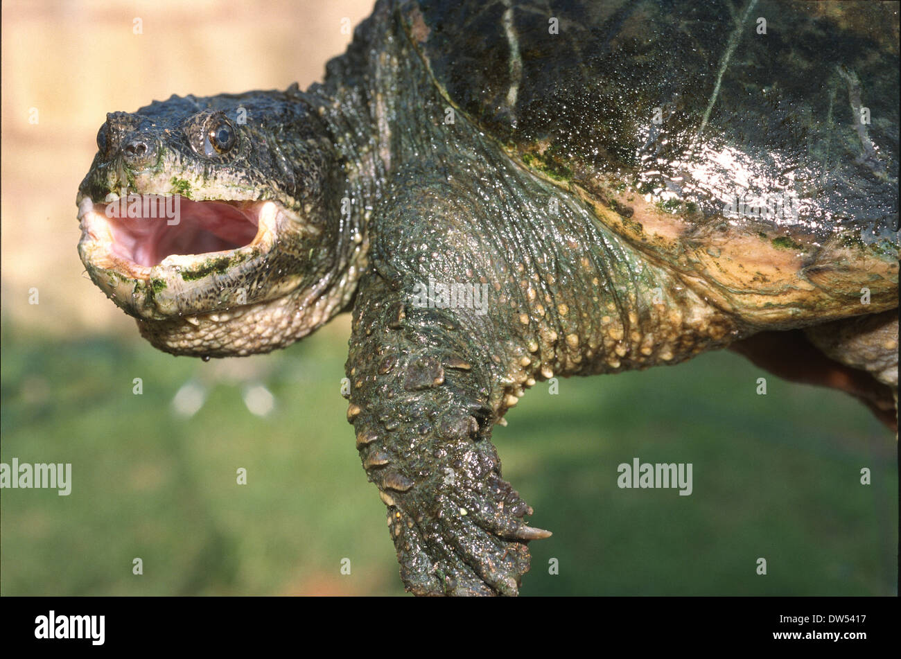 Gemeinsamen Schnappschildkrote Chelydra Serpentina Kanada Usa Chelydridae Stockfotografie Alamy