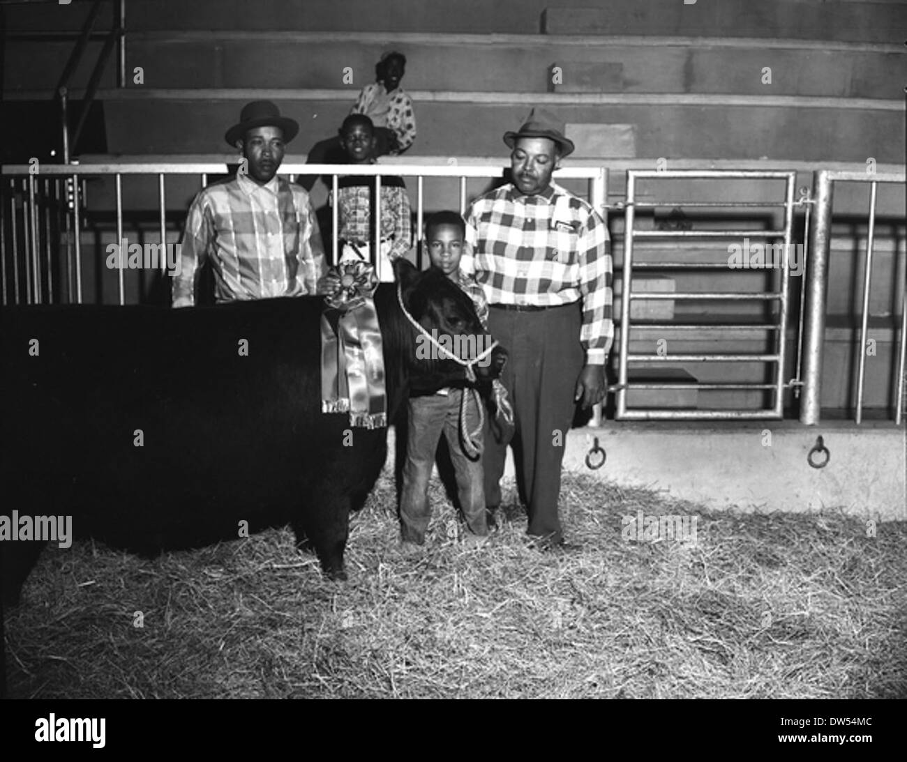 Grand Champion Steer am 13. jährliche Fette Rinder Verkauf und Show in Quincy, Florida Stockfoto