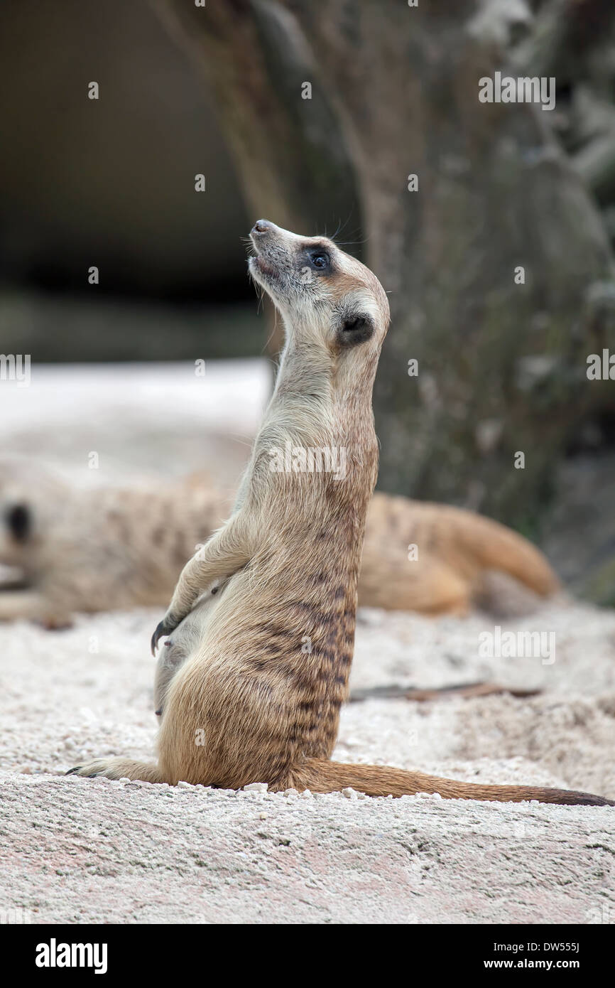 Erdmännchen stehend bis auf Suche heraus für Gefahr Stockfoto