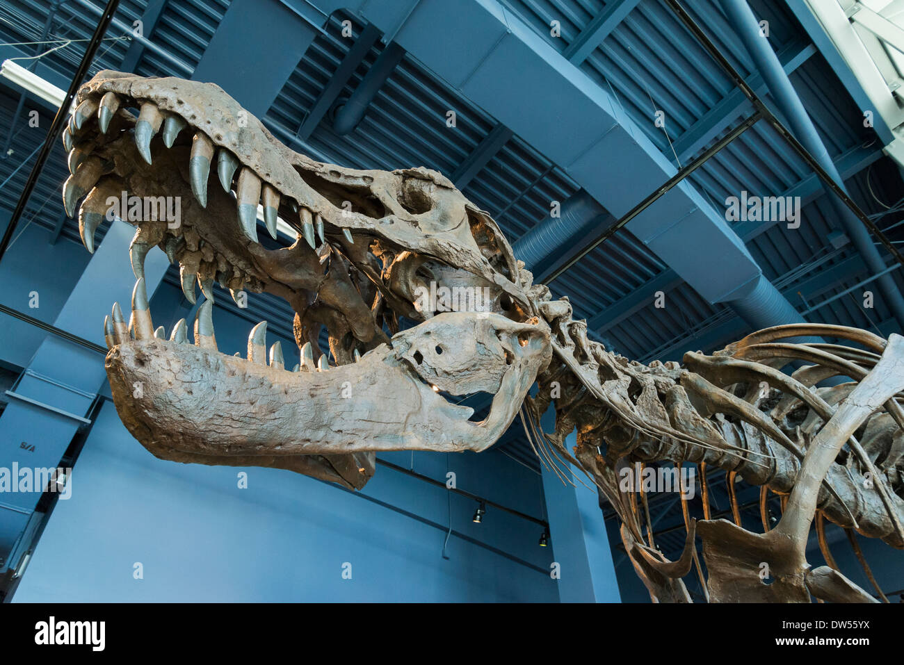 Tyrannosaurus Rex Dinosaurier-Skelett anzeigen bei Telus World of Science, Vancouver, Britisch-Kolumbien, Kanada Stockfoto