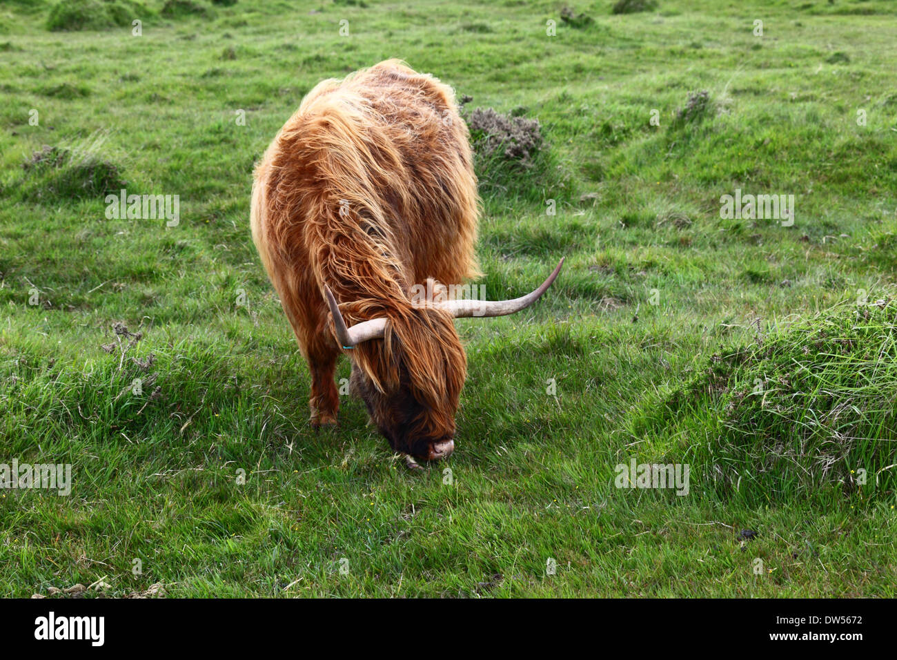 Highland Kuh oder Kyloe Weiden auf Bodmin Moor, Cornwall, England Stockfoto