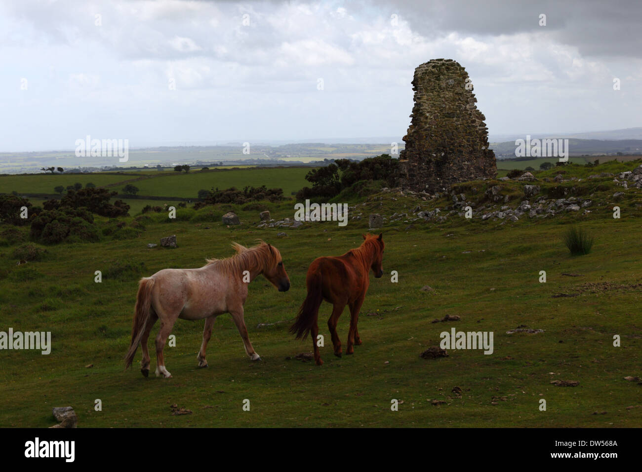 Wilden Ponys und Ruinen der alten Tine Mine, Bodmin Moor, Cornwall, England Stockfoto