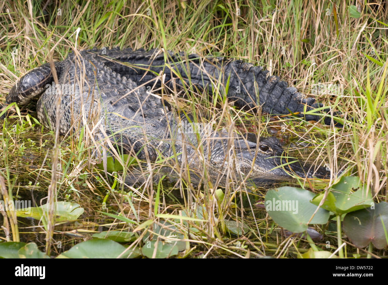 Alligator in den Sumpf, Everglades Nationalpark Stockfoto