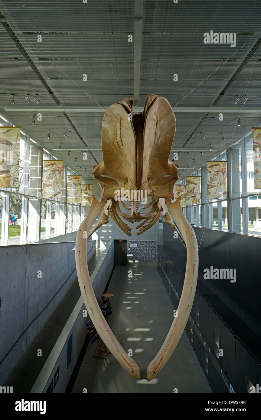 Blauwal Skelett, Beaty Biodiversität Museum an der University of British Columbia, Vancouver, BC, Kanada Stockfoto
