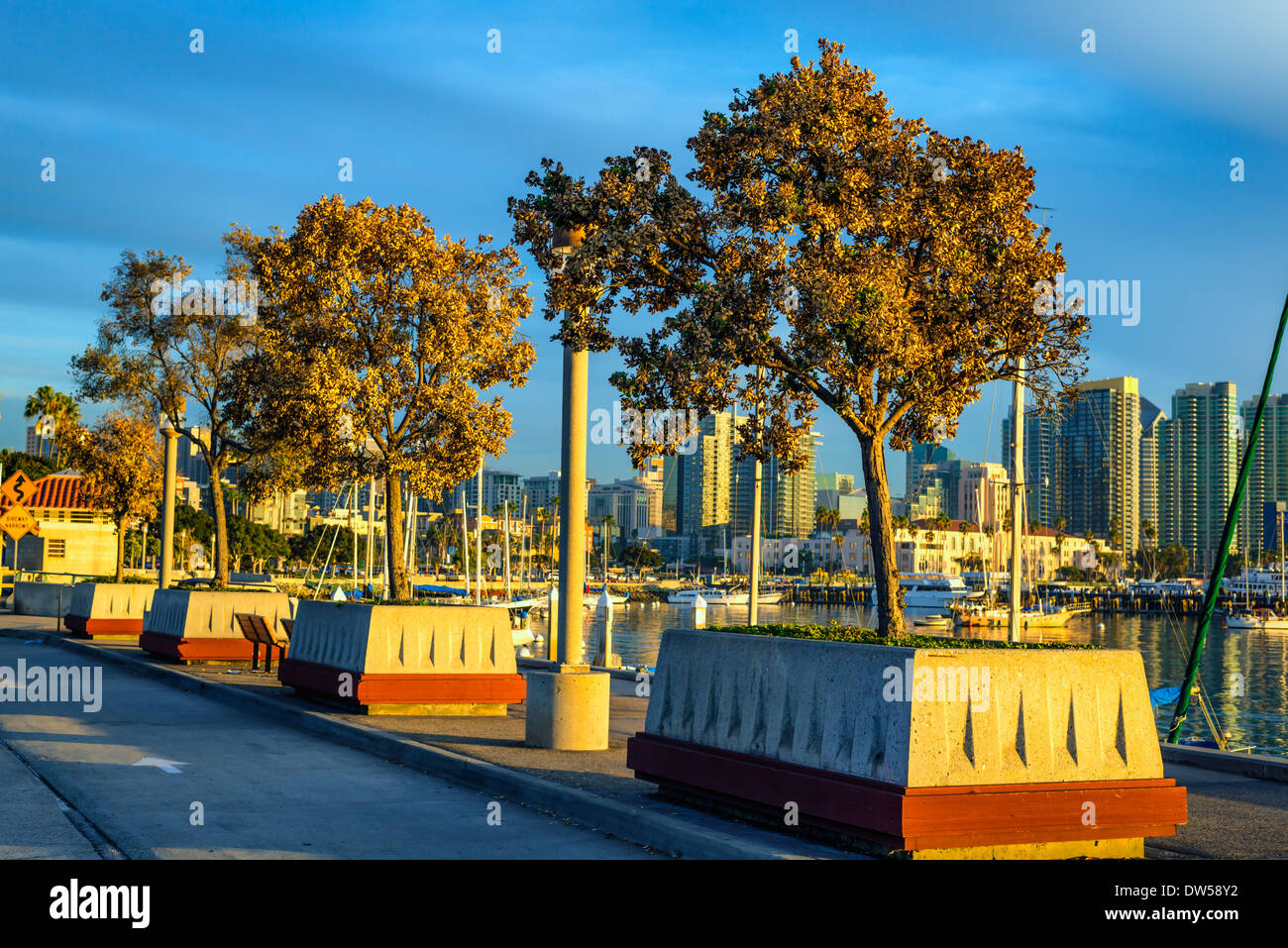 Die Bäume entlang der Embarcadero, San Diego Harbor. San Diego, Kalifornien, USA. Stockfoto