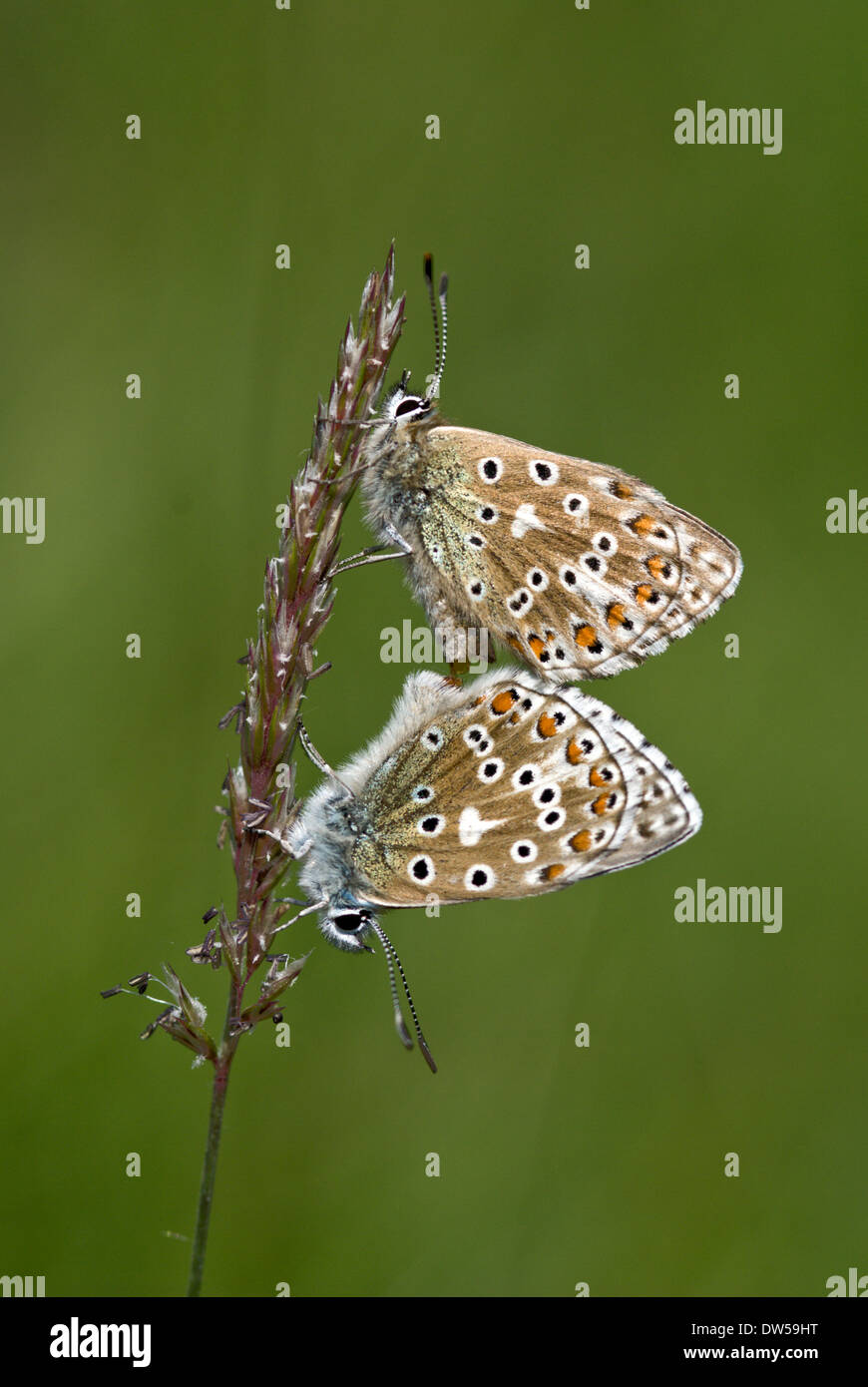 Adonis blue Butterfly, Lysandra bellargus Stockfoto