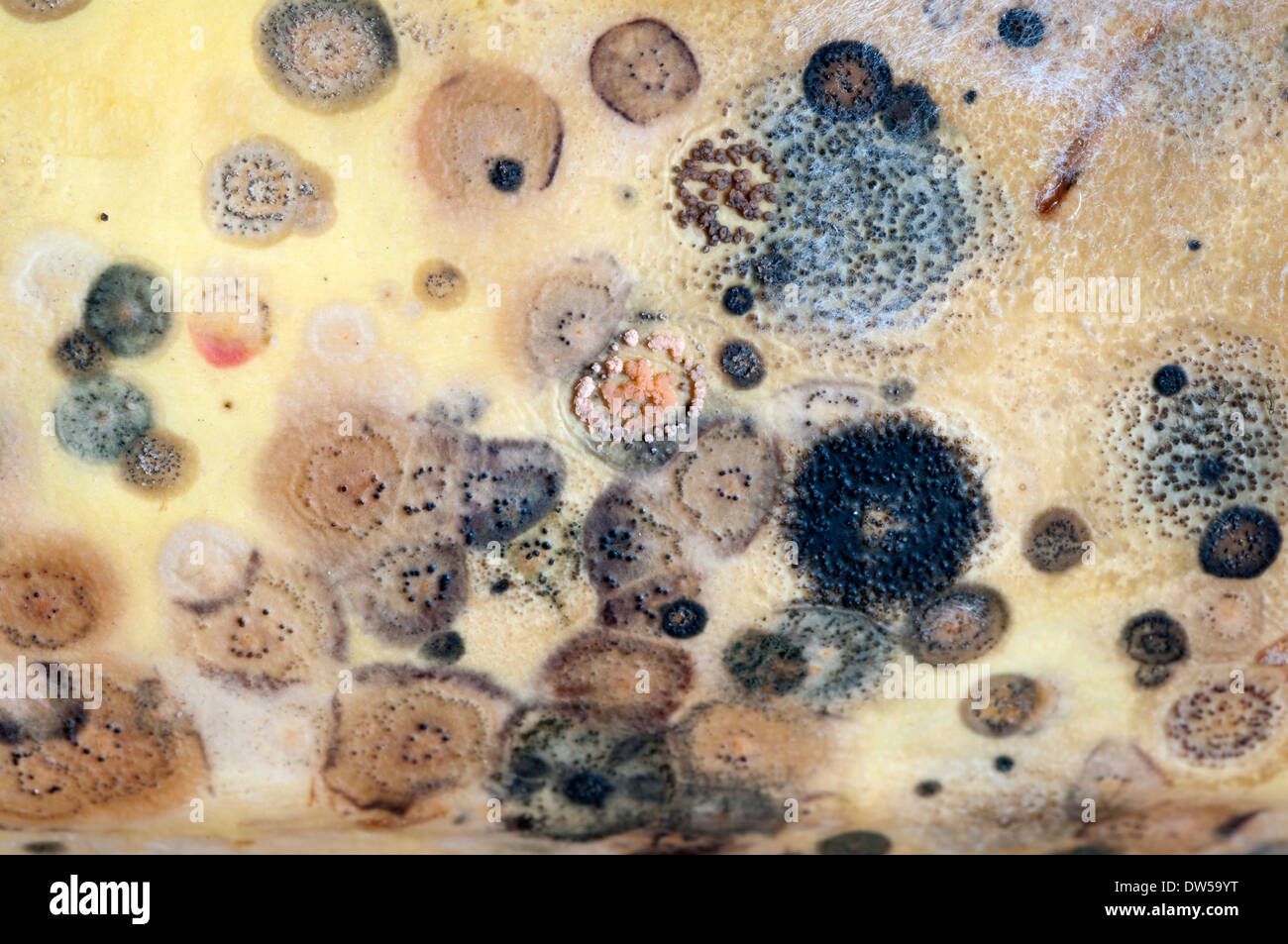 Formen auf eine Zucchini wachsen Stockfoto