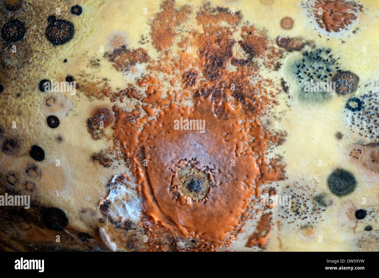 Formen auf eine Zucchini wachsen Stockfoto
