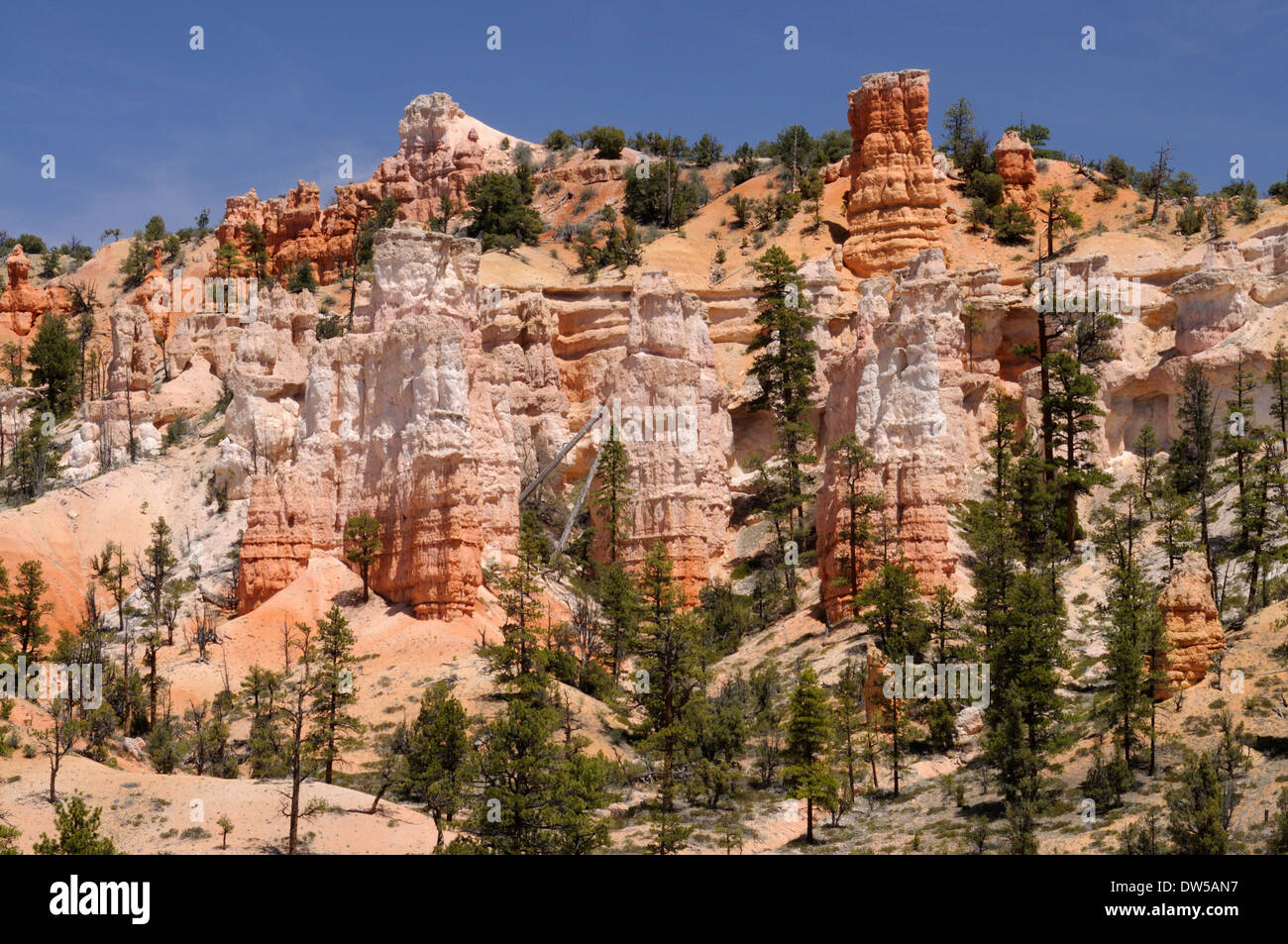 Atemberaubende Aussicht auf seltsam geformte Hoodoos und Felsspitzen im legendären, weltberühmten Bryce Canyon im Süden Utahs, USA Stockfoto