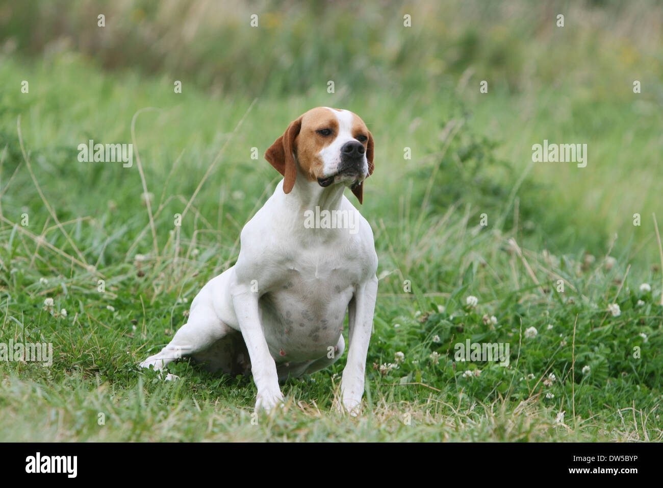 English Pointer Hund / Erwachsene sitzen auf einer Wiese Stockfoto