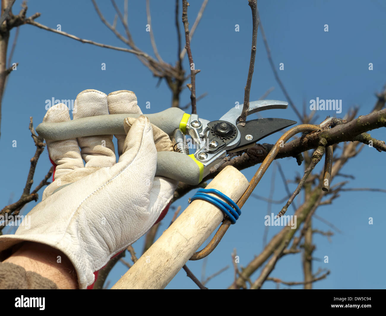 Junge Gärtner beschneiden Apple Äste mit der Gartenschere Stockfoto