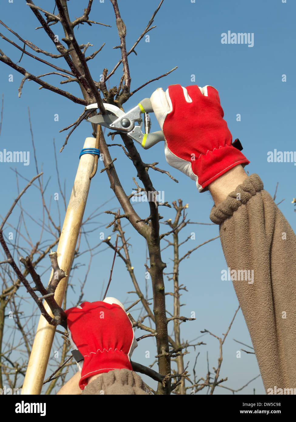 Gärtner beschneiden Apple Äste mit Gartenscheren Stockfoto
