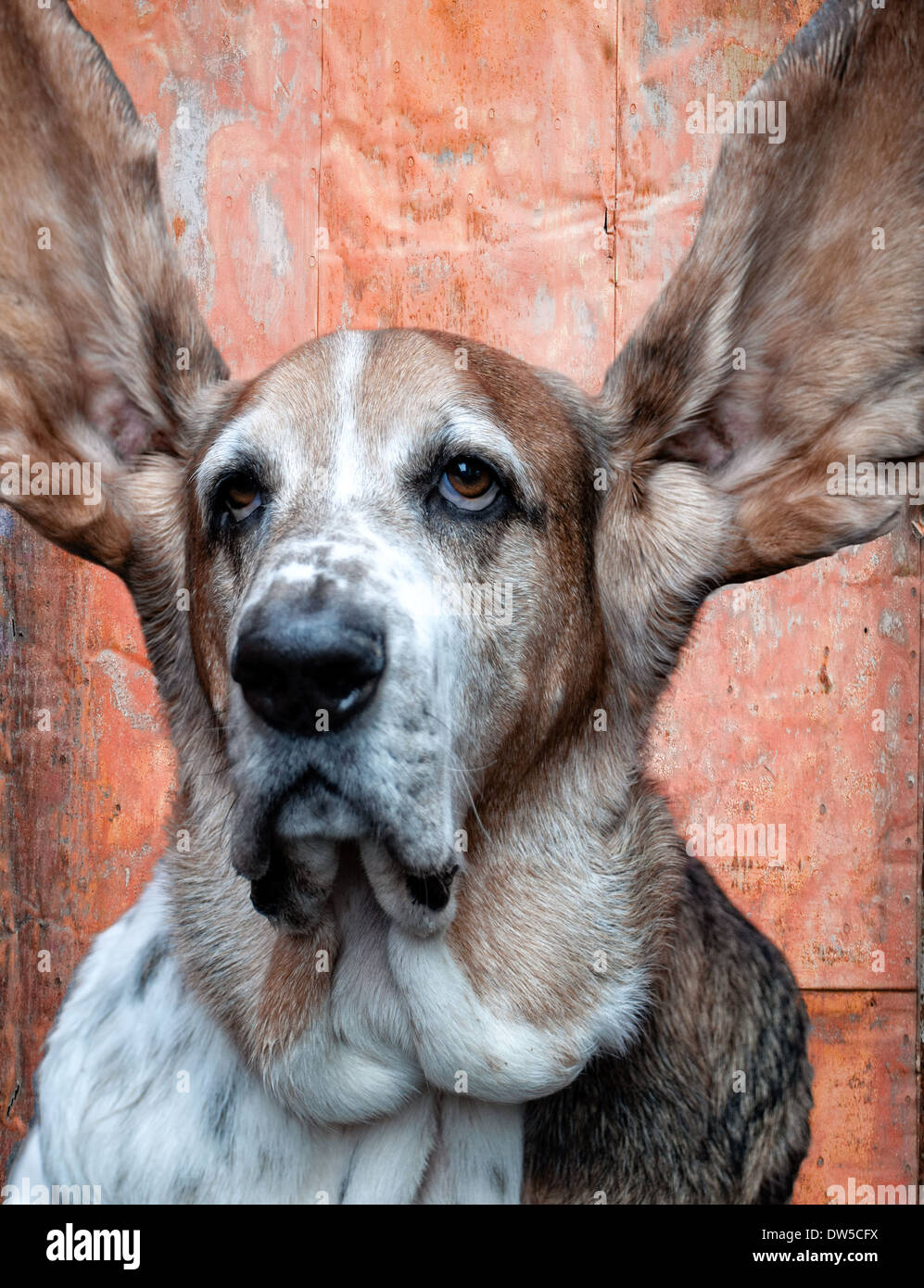 "Ich höre" Stockfoto