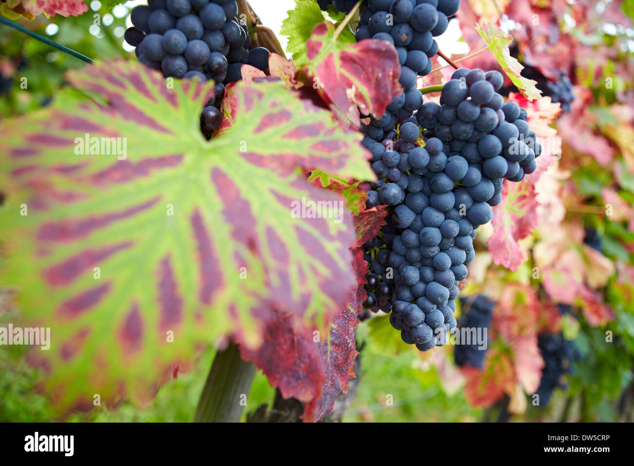 Agriculture harvesting portuguese -Fotos und -Bildmaterial in hoher ...