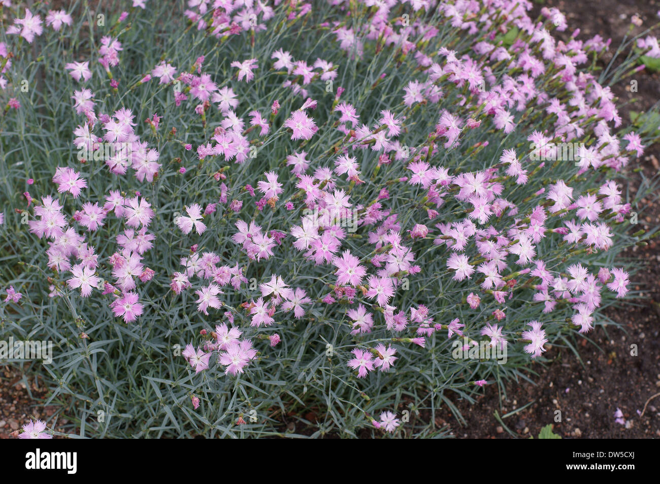 Rosa Nelken Dianthus gratianopolitanus Stockfoto