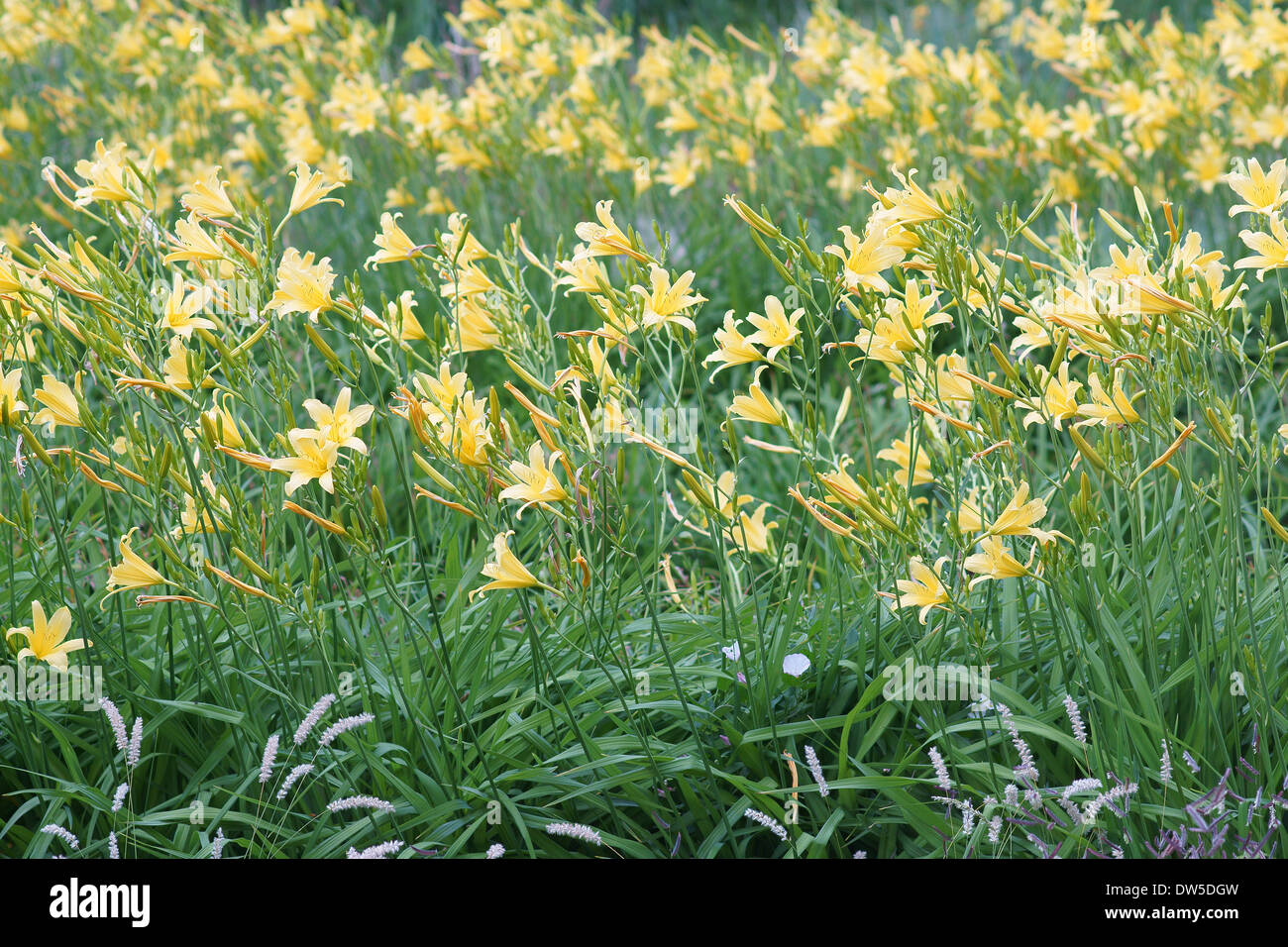 Hemerocallis Thunbergii gelbe Liliy Blumen Lilien Stockfoto