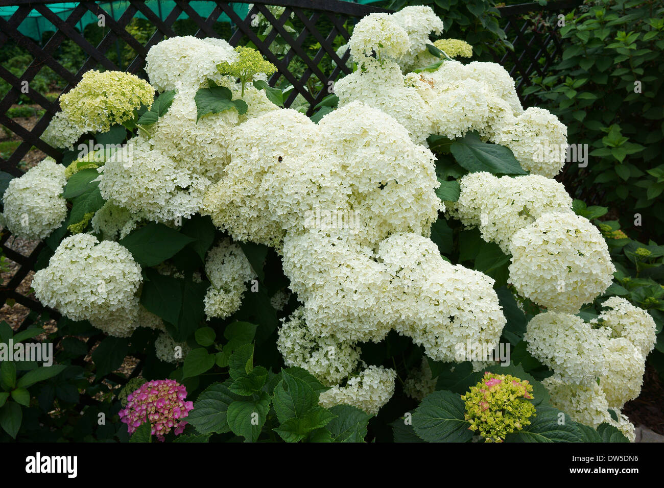 Reichlich weiße Hortensie Blüte Stockfoto
