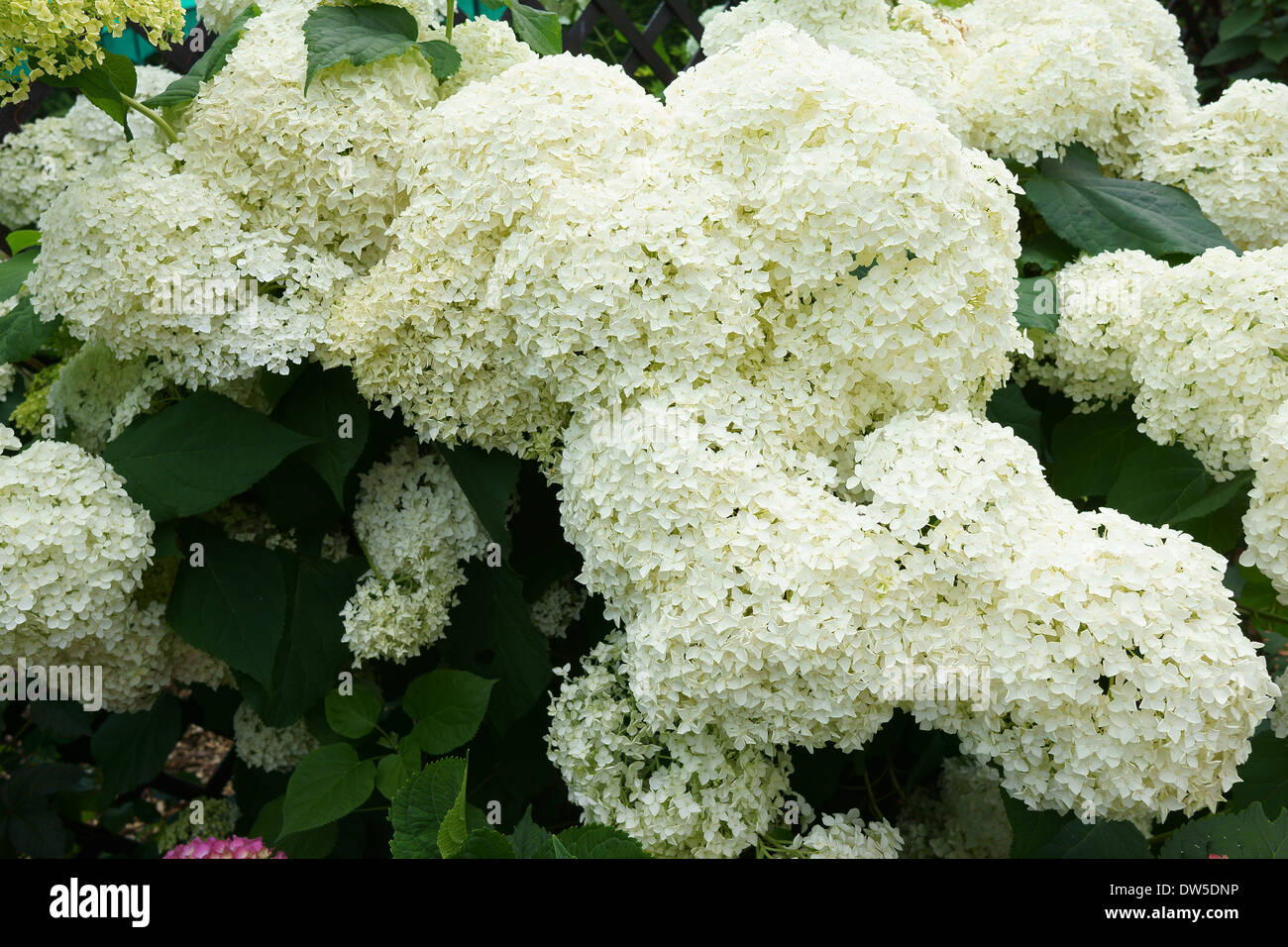 Reichlich weiße Hortensie Blüte Stockfoto