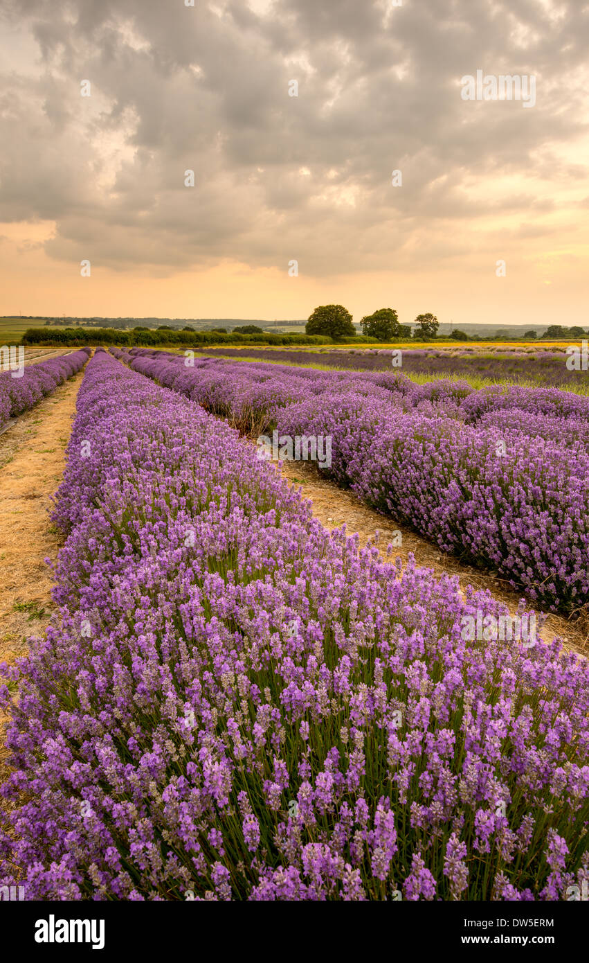 Alton Lavender Farm, Hampshire, UK Stockfoto