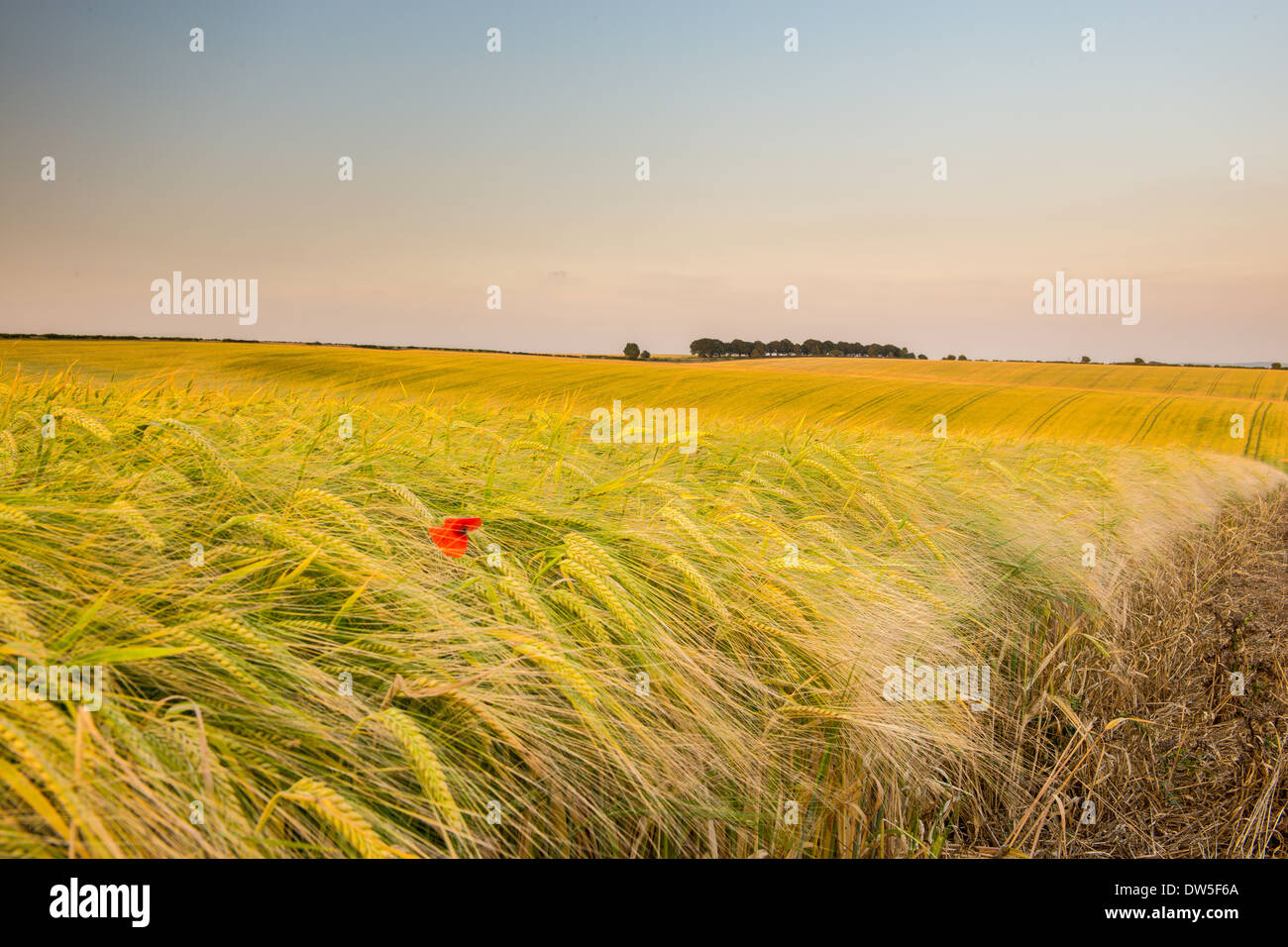 Cheesefoot Head in der Nähe von Winchester, Hampshire, UK Stockfoto