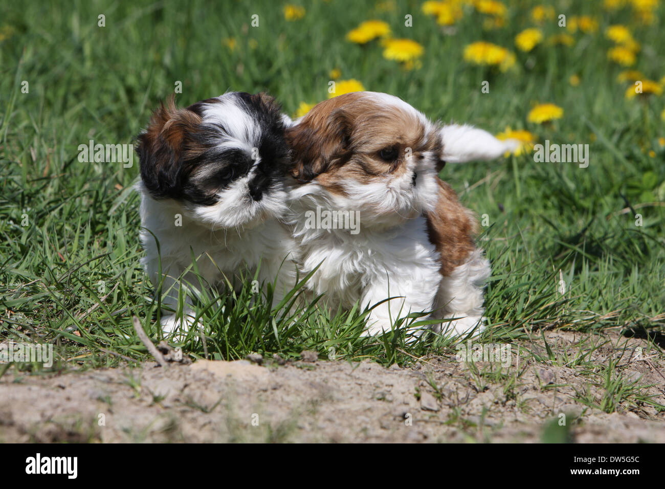 Shih Tzu Hund / zwei Welpen stehen auf einer Wiese Stockfoto