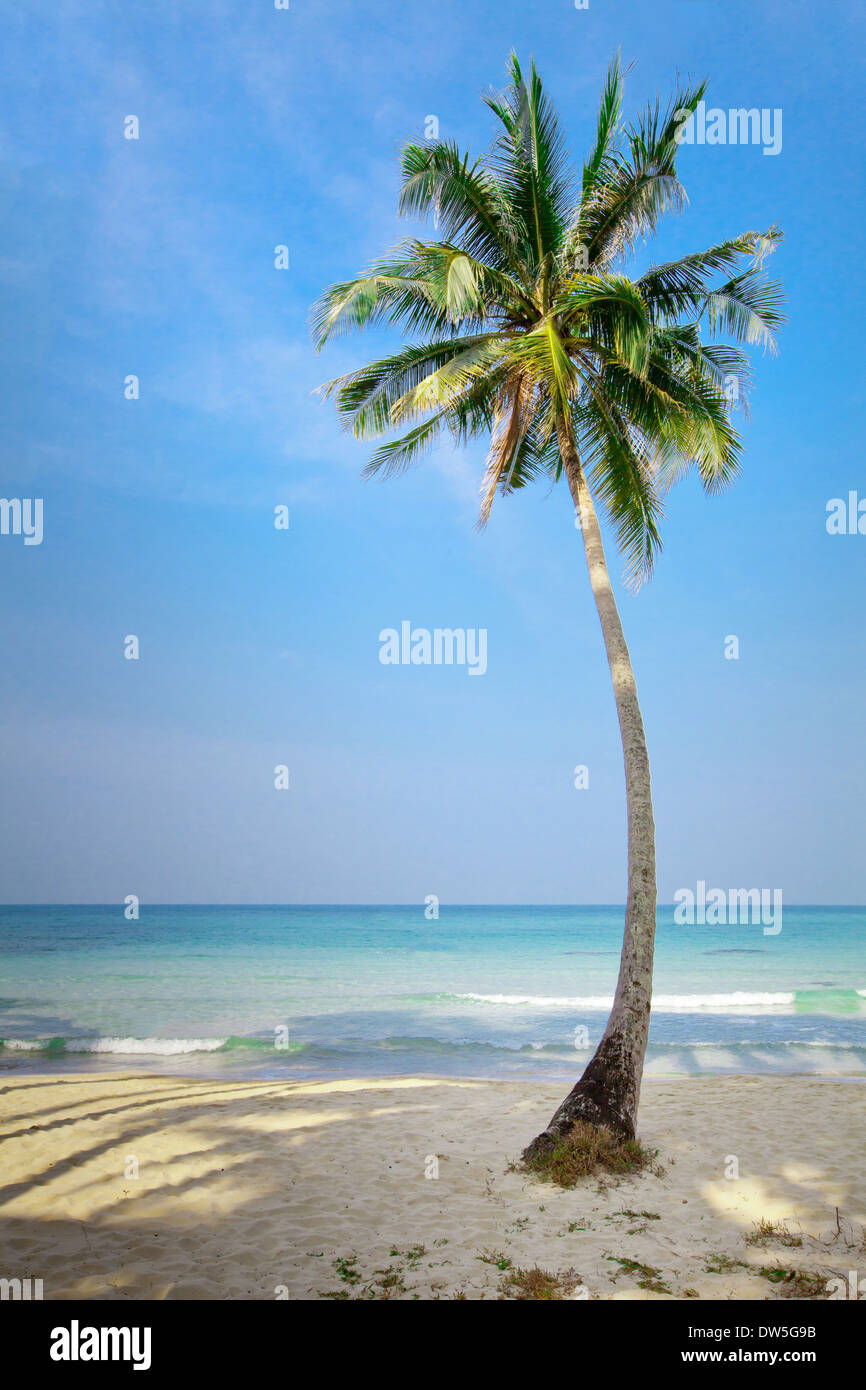 schöne einsame Palme am Strand Stockfoto