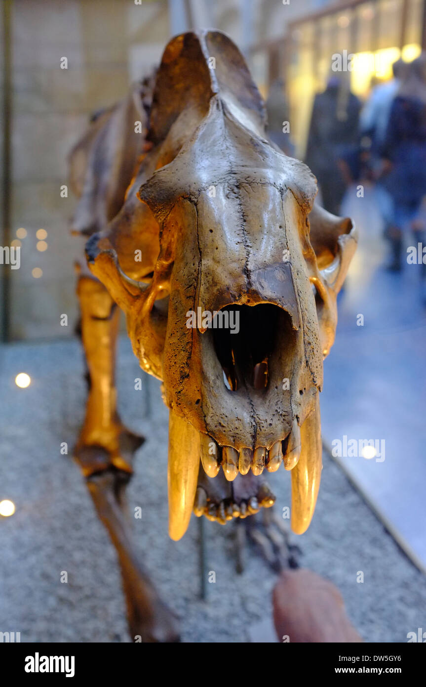 Säbelzahn Tiger Fossil an das Natural History Museum, London Stockfoto