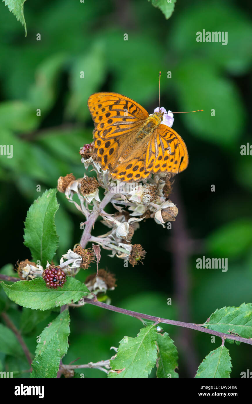 Eine Silber-washed Fritillary Butterfly Stockfoto