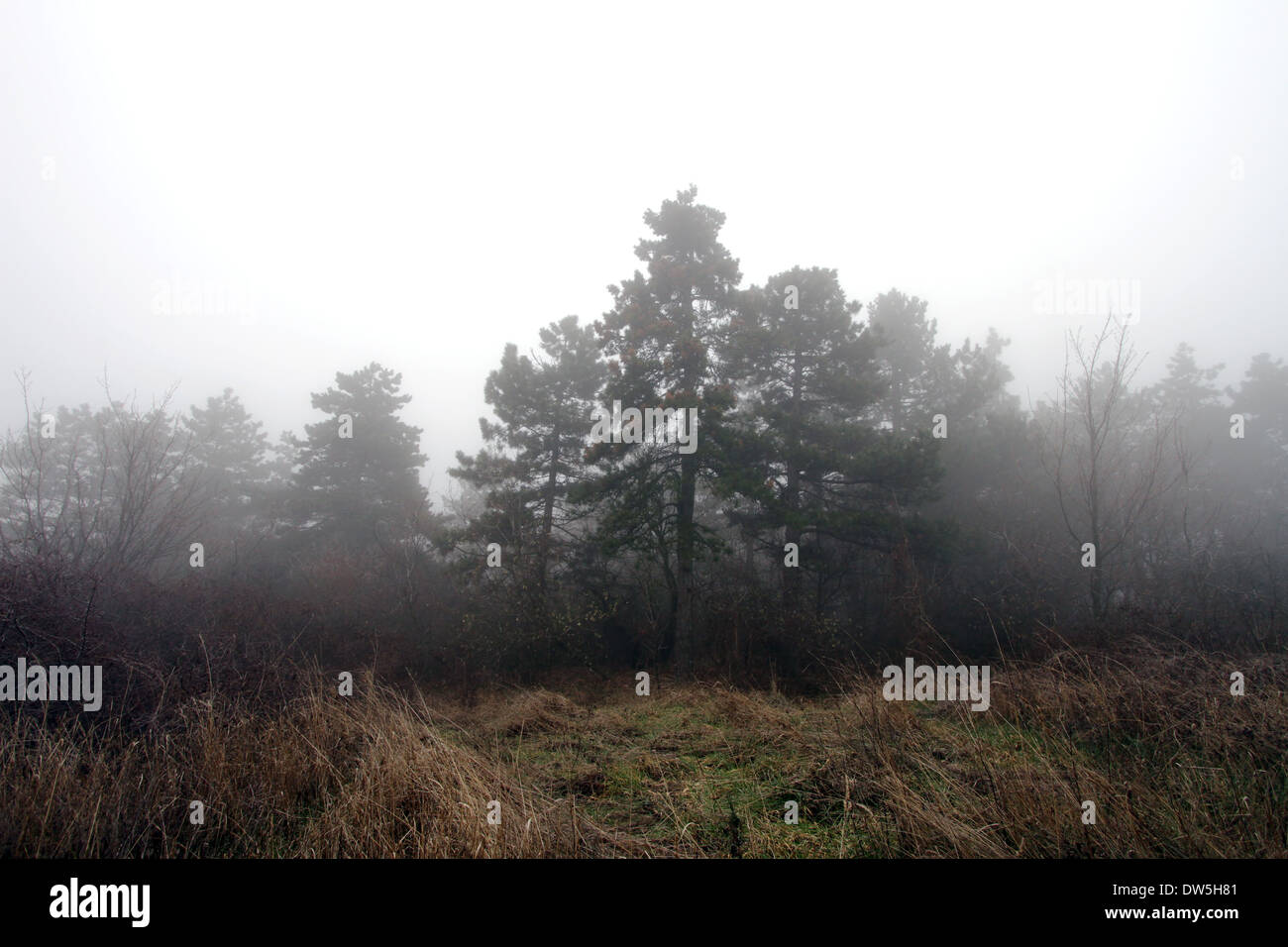 Gemäßigtes Klima Winter Laubwald an einem nebligen Tag Stockfoto