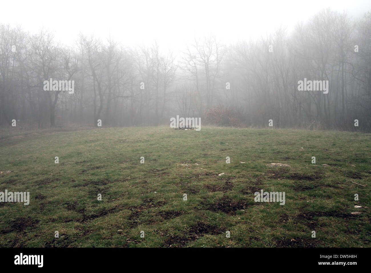 Gemäßigtes Klima Winter Laubwald an einem nebligen Tag Stockfoto