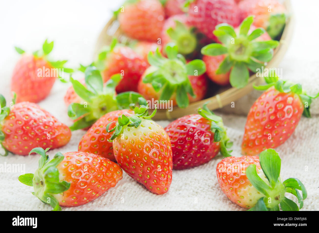 frische rote Erdbeeren über Sackleinen, reife Frucht hautnah Stockfoto