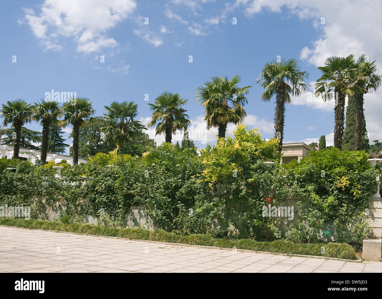 Reihe von Palmen in einem botanischen Garten in Jalta, Ukraine Stockfoto