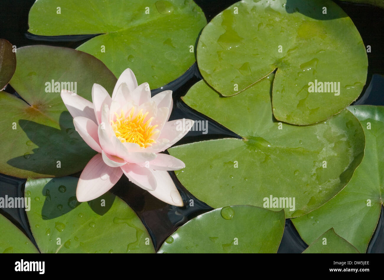 Weiße Seerose und grünen Blättern auf einem See Stockfoto