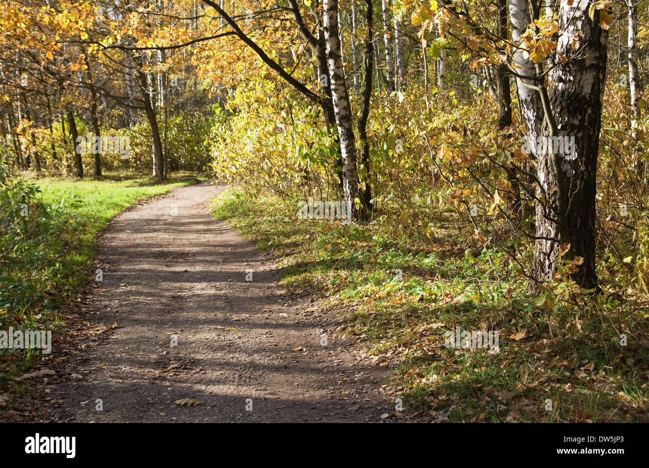 Lane in einem herbstlichen Park an einem sonnigen Tag Stockfoto