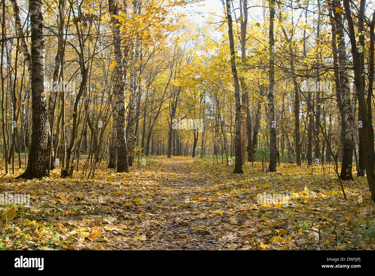 Lane in einem herbstlichen Park an einem sonnigen Tag Stockfoto