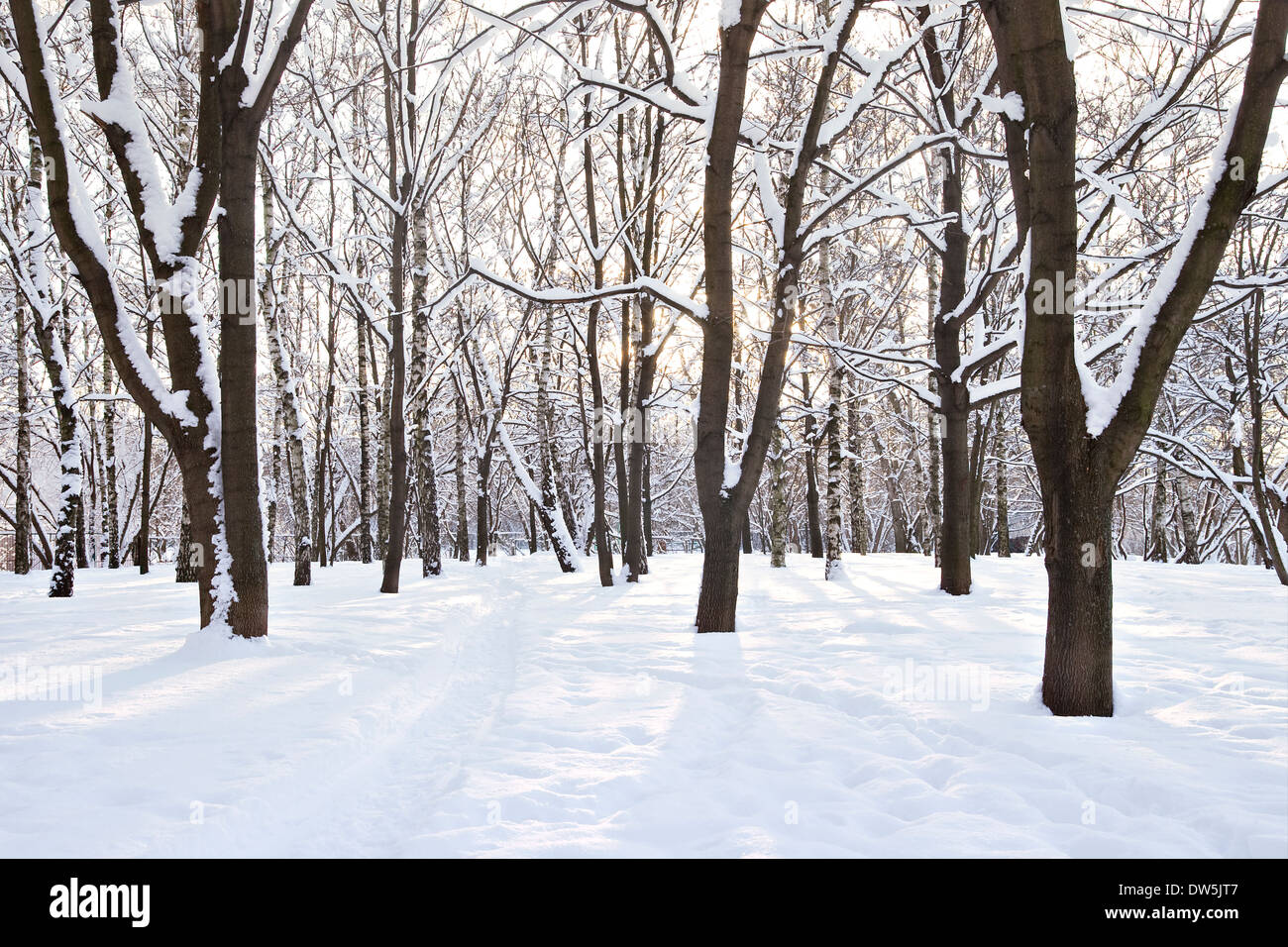 Bäume an einem sonnigen Tag mit Schnee bedeckt. Stockfoto