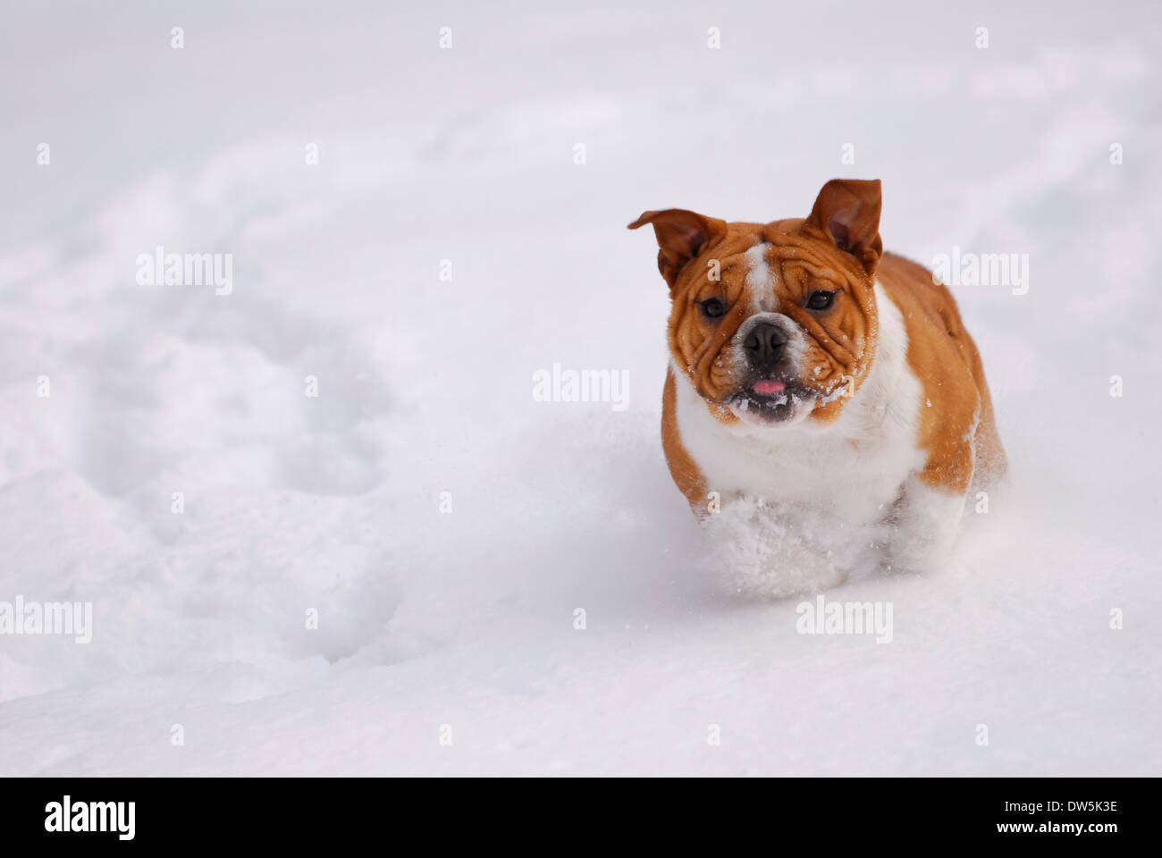 Hund läuft im Schnee - englische Bulldogge - sechs Monate alt Stockfoto